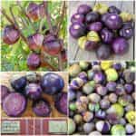 Φυσαλίδα ''Purple Tomatillo'' Μωβ