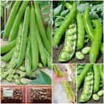 Κουκιά ''Supersimonia Marocco''