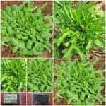 Μαρούλι ''Radichetta'' Άγριο