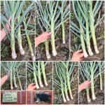 Πράσο ''Winter Giant'' Χειμερινό