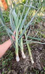 Πράσο ''Winter Giant'' Χειμερινό - Image 2