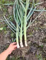 Πράσο ''Winter Giant'' Χειμερινό - Image 3