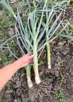 Πράσο ''Winter Giant'' Χειμερινό - Image 4