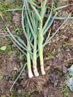 Πράσο ''Winter Giant'' Χειμερινό - Image 5