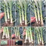 Πράσο ''King Richard''