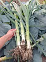 Πράσο ''King Richard'' - Image 2