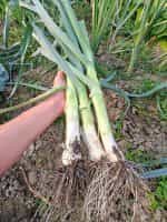 Πράσο ''King Richard'' - Image 3