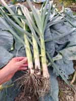 Πράσο ''King Richard'' - Image 5