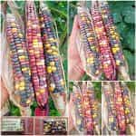 Καλαμπόκι ''Amethyst Mountain''