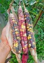 Καλαμπόκι ''Amethyst Mountain'' - Image 2