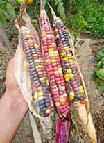 Καλαμπόκι ''Amethyst Mountain'' - Image 3