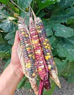 Καλαμπόκι ''Amethyst Mountain'' - Image 4