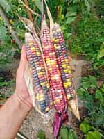 Καλαμπόκι ''Amethyst Mountain'' - Image 5