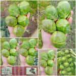 Λαχανάκι Βρυξελλών ''Dolores'' F1 Γίγας