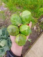 Λαχανάκι Βρυξελλών ''Dolores'' F1 Γίγας - Image 2