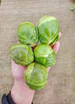 Λαχανάκι Βρυξελλών ''Dolores'' F1 Γίγας - Image 3