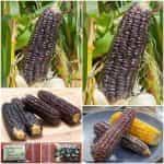 Καλαμπόκι ''Black Aztec'' Γλυκό