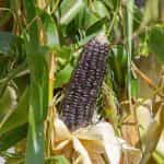 Καλαμπόκι ''Black Aztec'' Γλυκό - Image 2