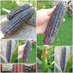 Καλαμπόκι ''Midnight Snack'' Γλυκό