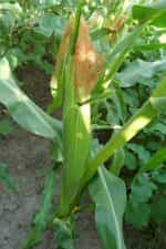 Καλαμπόκι ''Midnight Snack'' Γλυκό - Image 4