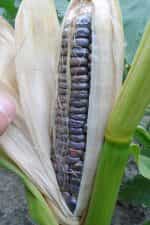 Καλαμπόκι ''Midnight Snack'' Γλυκό - Image 5