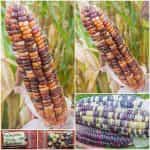 Καλαμπόκι ''Inca Rainbow'' Γλυκό