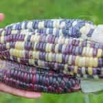 Καλαμπόκι ''Inca Rainbow'' Γλυκό - Image 3