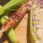 Καλαμπόκι ''Inca Rainbow'' Γλυκό - Image 4