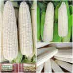 Καλαμπόκι ''Tuxana'' Άσπρο Γλυκό