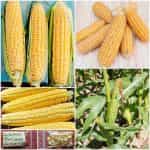 Καλαμπόκι ''Candy Mountain'' Γλυκό