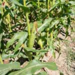 Καλαμπόκι ''Candy Mountain'' Γλυκό - Image 3