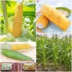 Καλαμπόκι ''True Gold'' Γλυκό