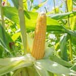 Καλαμπόκι ''True Gold'' Γλυκό - Image 2