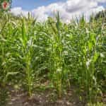 Καλαμπόκι ''True Gold'' Γλυκό - Image 4