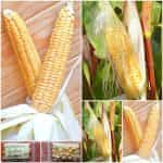 Καλαμπόκι ''Golden Midget'' Γλυκό