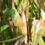 Καλαμπόκι ''Golden Midget'' Γλυκό - Image 3