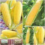 Καλαμπόκι ''New Mama Super Sweet'' Γλυκό