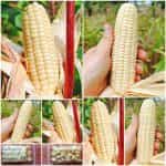 Καλαμπόκι ''Blacn d' Astarac'' Άσπρο