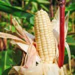 Καλαμπόκι ''Blacn d' Astarac'' Άσπρο - Image 2