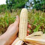 Καλαμπόκι ''Blacn d' Astarac'' Άσπρο - Image 3