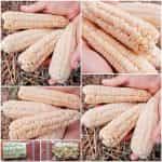 Καλαμπόκι ''Early Pearl'' Λευκό Γλυκό