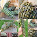 Καλαμπόκι ''Oaxacan Green''