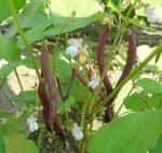 Φασολάκι ''Red Swan'' Καθιστό - Image 2