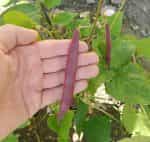 Φασολάκι ''Red Swan'' Καθιστό - Image 3