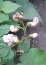 Φασολάκι ''Red Swan'' Καθιστό - Image 5