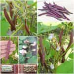 Φασολάκι ''Red Swan'' Καθιστό