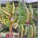 Μπάμια ''Blondy White'' Λευκή