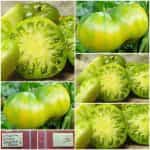 Ντομάτα ''Grub's Mystery Green''