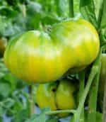 Ντομάτα ''Grub's Mystery Green'' - Image 3