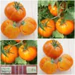 Ντομάτα ''Tangerine''